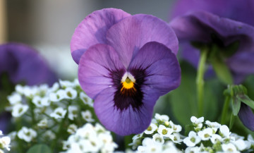 Картинка цветы анютины+глазки+ садовые+фиалки фиалки