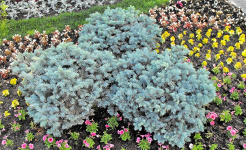 Картинка цветы разные+вместе клумба