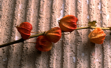 Картинка природа плоды стебель коробочки физалис