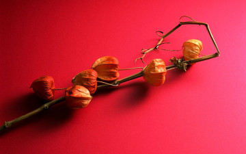 Картинка природа плоды стебель коробочки физалис