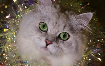 Картинка животные коты кот