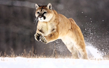 обоя животные, пумы, пума, прыжок, снег