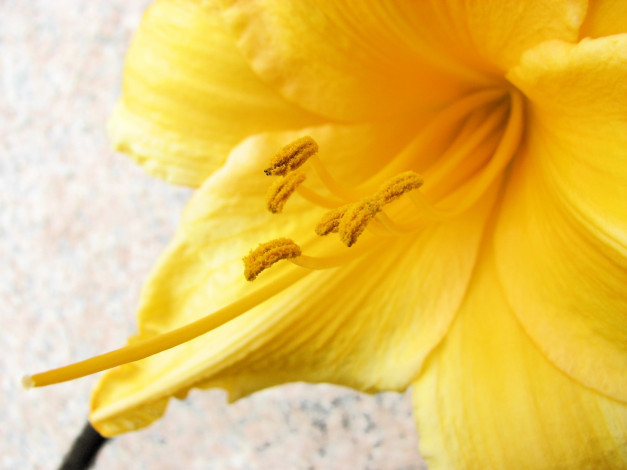 Обои картинки фото цветы, лилии,  лилейники, желтый