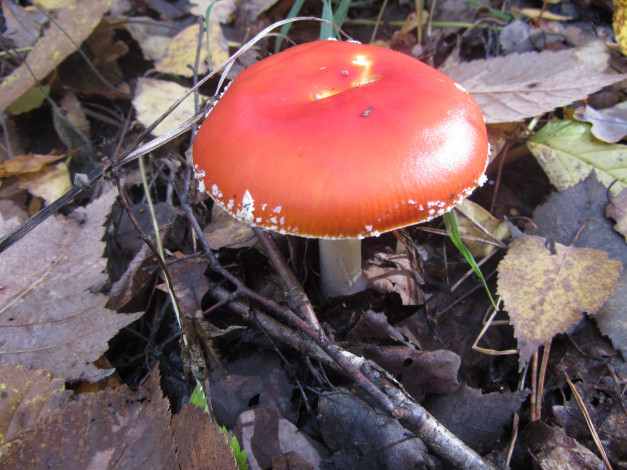 Обои картинки фото природа, грибы,  мухомор