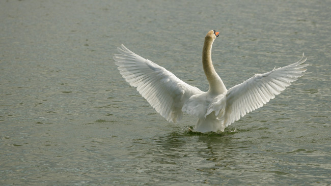 Обои картинки фото животные, лебеди, лебедь