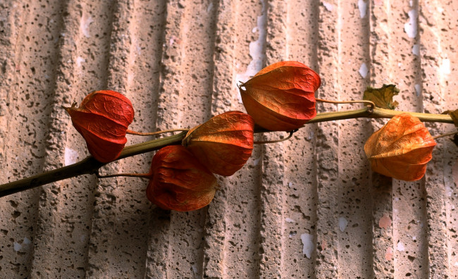 Обои картинки фото природа, плоды, стебель, коробочки, физалис