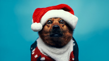 Картинка животные собаки праздничное настроение симпатичная собака санта