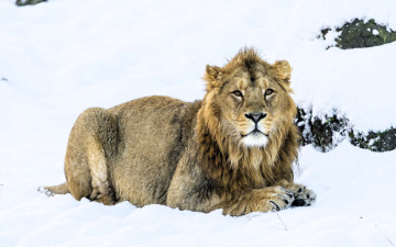 обоя животные, львы, лев, снег