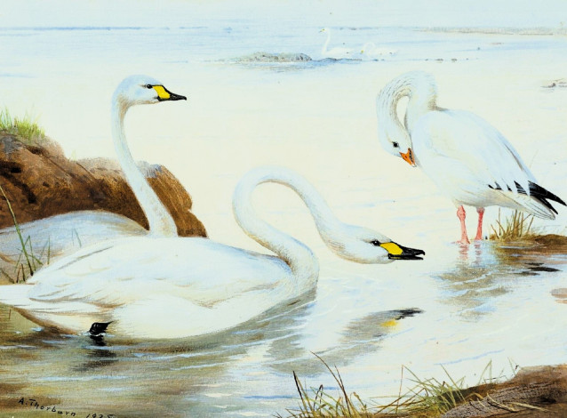 Обои картинки фото рисованное, archibald thorburn, лебеди, озеро, берег