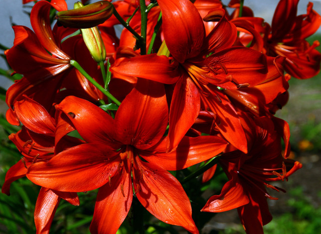 Обои картинки фото цветы, лилии,  лилейники