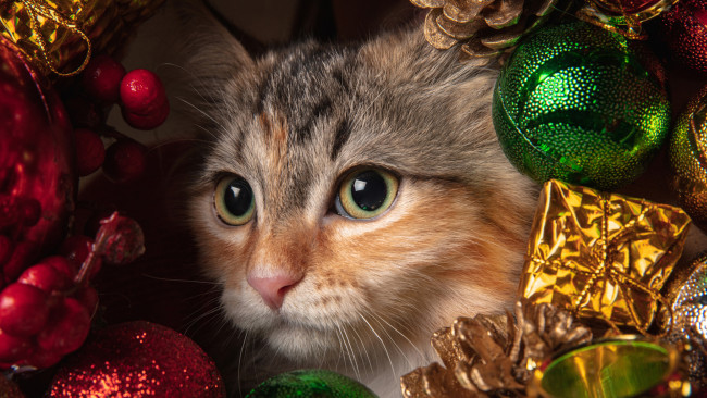 Обои картинки фото животные, коты, кот, кошак, котяра