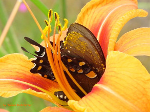 обоя цветы, лилии, лилейники