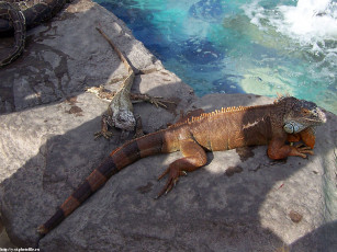 Картинка земноводные животные Ящерицы игуаны вараны