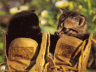 Картинка животные коты