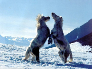 Картинка животные лошади