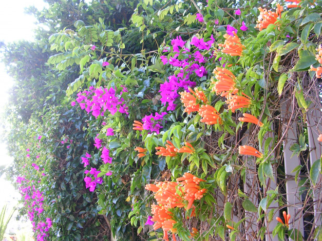 Обои картинки фото цветы, бугенвиллея