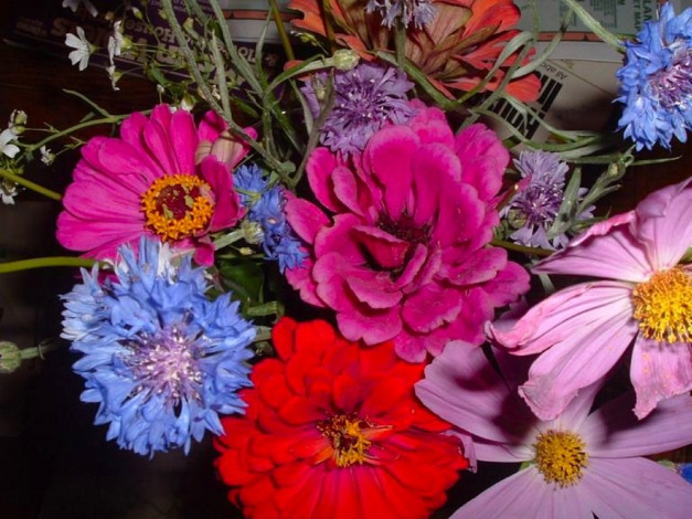 Обои картинки фото цветы, разные, вместе