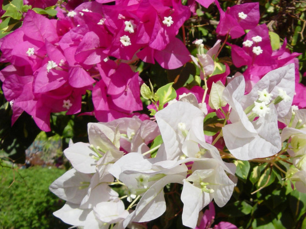 Обои картинки фото египетские, цветы, бугенвиллея