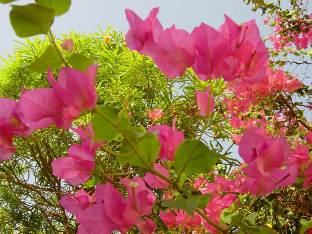 Обои картинки фото египетские, цветы, бугенвиллея