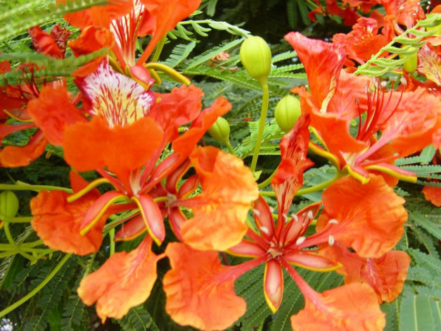 Обои картинки фото египетские, цветы, делоникс, королевский, огненное, дерево