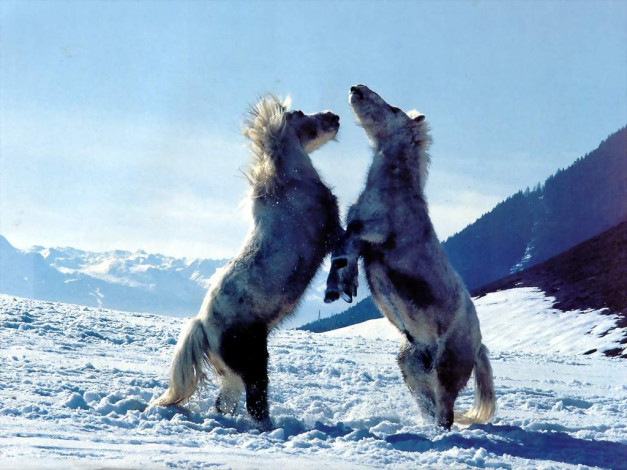 Обои картинки фото животные, лошади