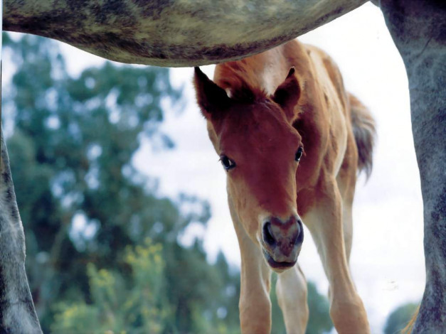 Обои картинки фото животные, лошади