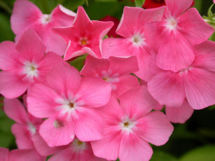 Картинка цветы флоксы