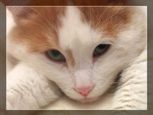 Картинка кот животные коты