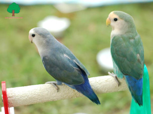 обоя животные, попугаи