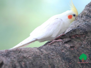 Картинка животные попугаи