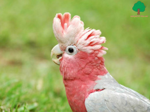 Картинка животные попугаи