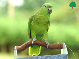 Картинка животные попугаи