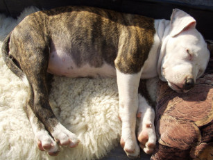 Картинка животные собаки