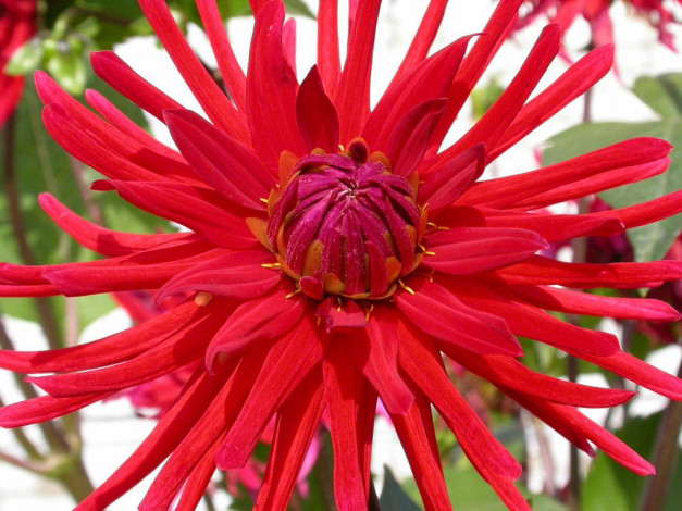 Обои картинки фото цветы, георгины