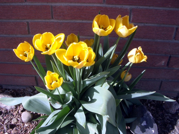 Обои картинки фото цветы, тюльпаны