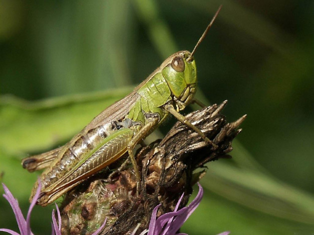 Обои картинки фото животные, кузнечики, саранча
