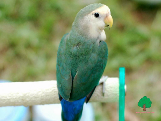 Обои картинки фото животные, попугаи