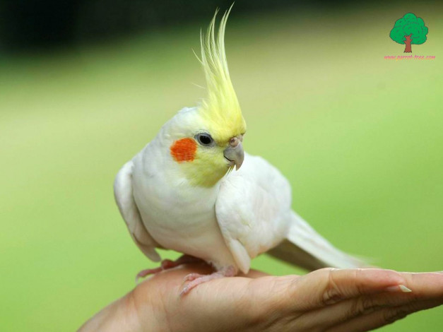 Обои картинки фото животные, попугаи