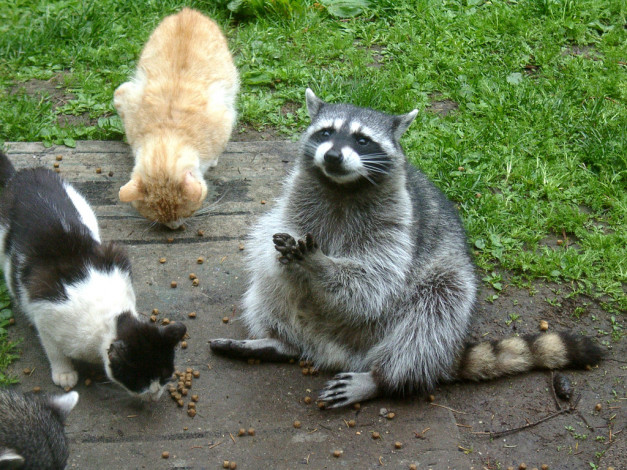 Обои картинки фото животные, разные, вместе