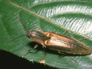 Картинка животные насекомые