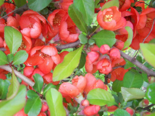 Картинка цветы айва