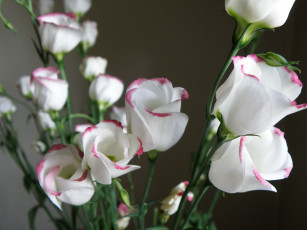 Картинка цветы эустома