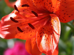 Картинка цветы лилии лилейники