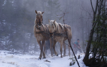 Картинка животные лошади