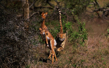 Картинка животные разные вместе