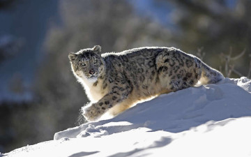 обоя животные, снежный, барс, ирбис