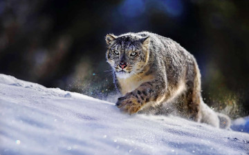 Картинка животные снежный барс ирбис