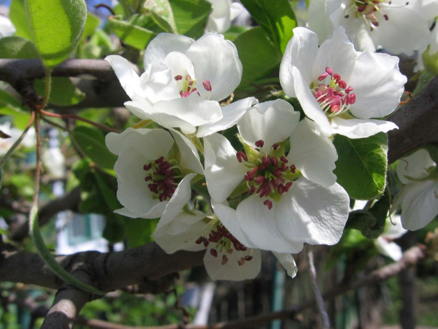 Обои картинки фото цветы, цветущие, деревья, кустарники