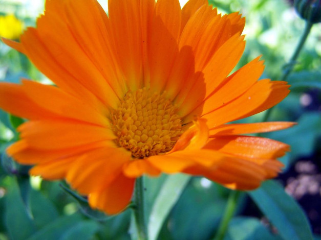 Обои картинки фото цветы, календула