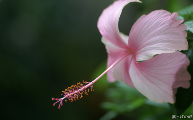 Обои картинки фото цветы, гибискусы